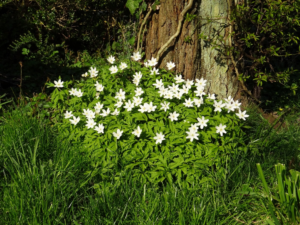 Anmone-sylvie, anmone des bois
